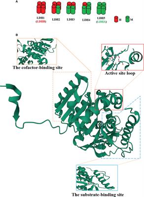 LDHA: The Obstacle to T cell responses against tumor